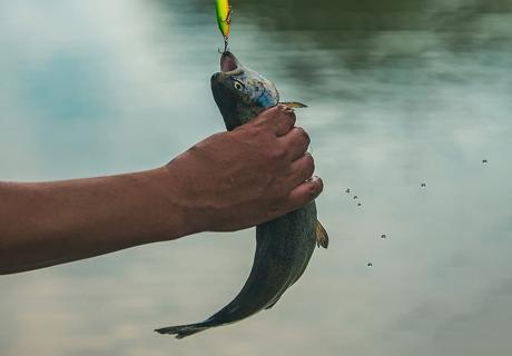Ørretfisk – fisk i vann og sjø